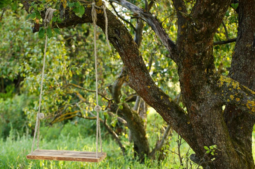 Free Image of Empty swing hanging from a tree in the park 