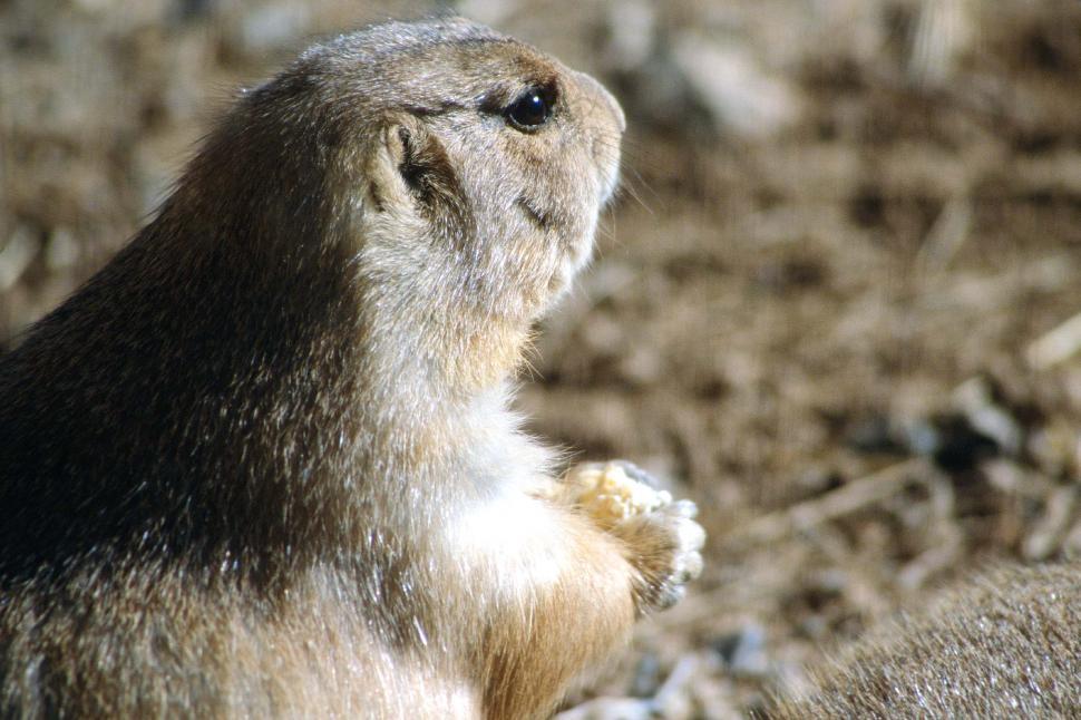 Free Image of Prairie Dog in the sun 