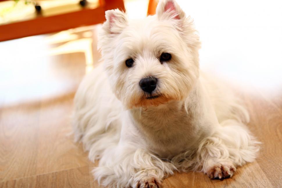 Free Image of funny white dog at home 