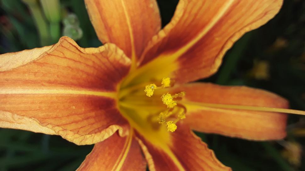 Free Image of Orange Flower In A Garden  