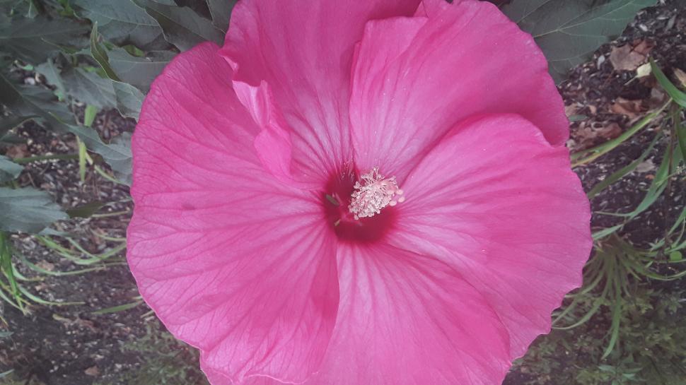 Free Image of Gorgeous Pink Hibiscus Flowers  