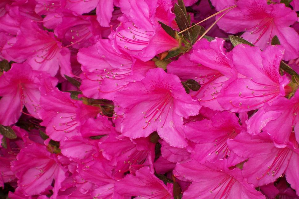 Free Image of Pink Flowers With Water Droplets 