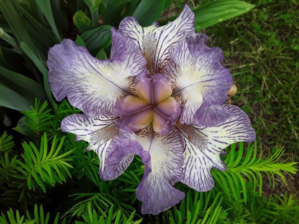 Free Image of An Iris Garden  