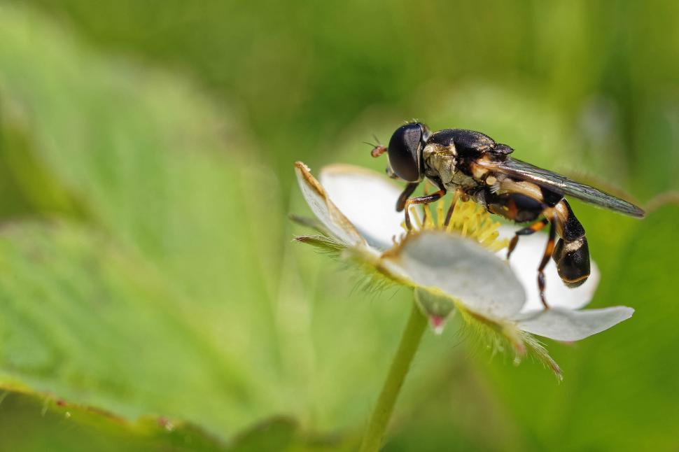 Free Image of Hoverfly 