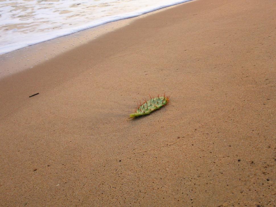 Free Image of Cactus on the beach  