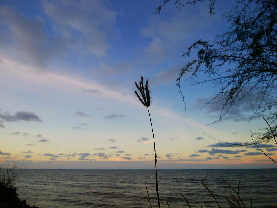 Free Image of Single grass by the sea at sunset  