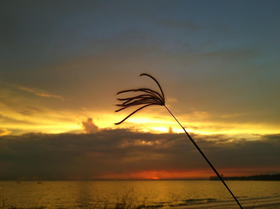 Free Image of Single grass and Sunrise sky  