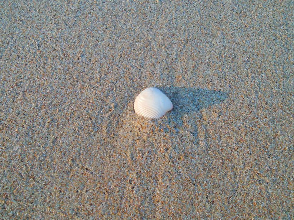 Free Image of Sea shell on the beach  