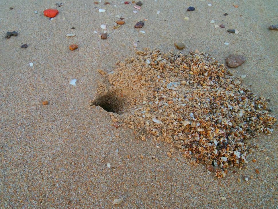 Free Image of A hole of crustacean  beach crab  in the beach  