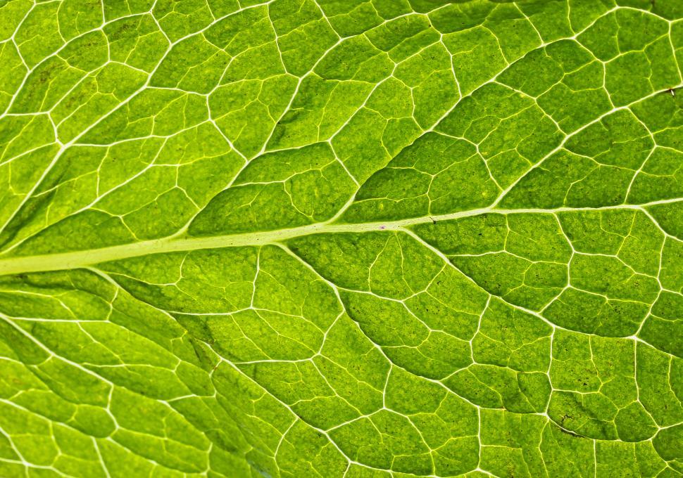Free Image of Mint leaf macro - anatomy of a plant 