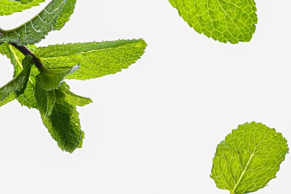 Free Image of Mint leaves on the table 