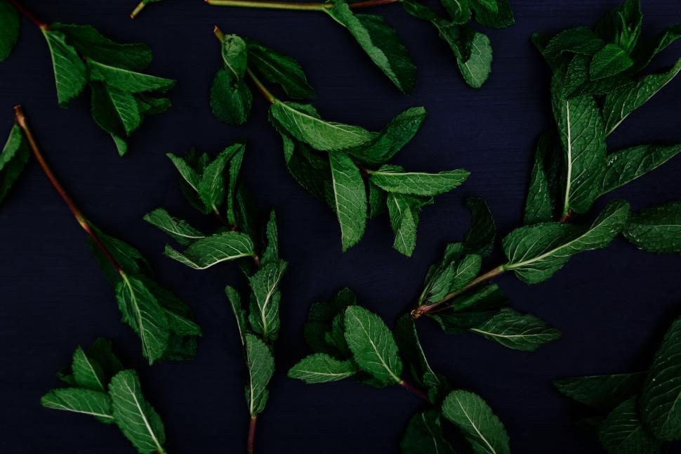 Free Image of Green mint leaves on a dark background 