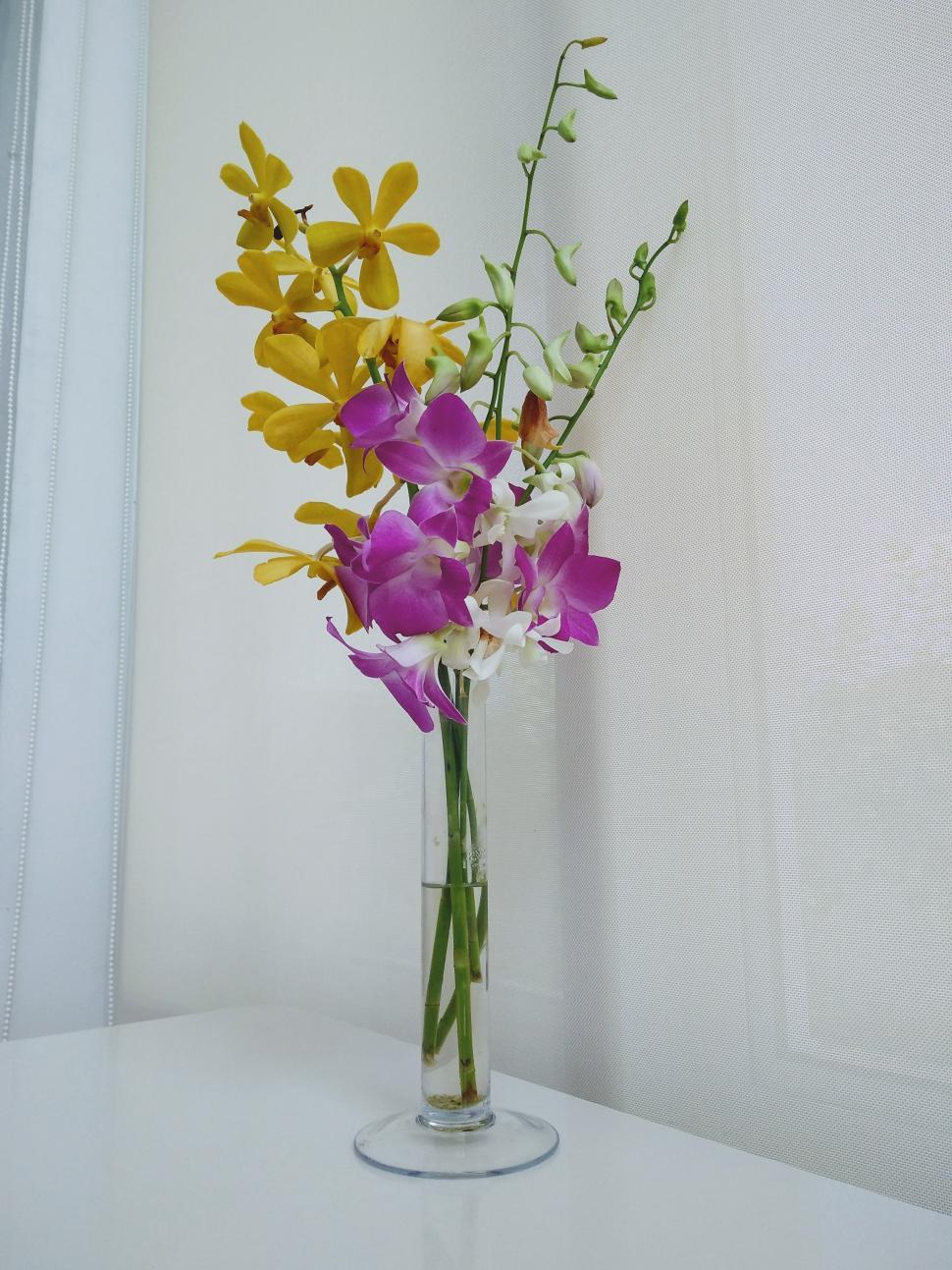 Free Image of Orchids in a glass vase  
