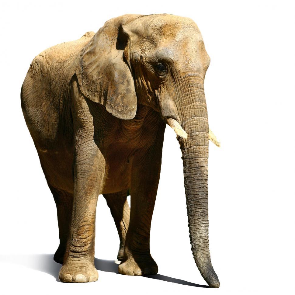 Free Image of Big elephant in the zoo 