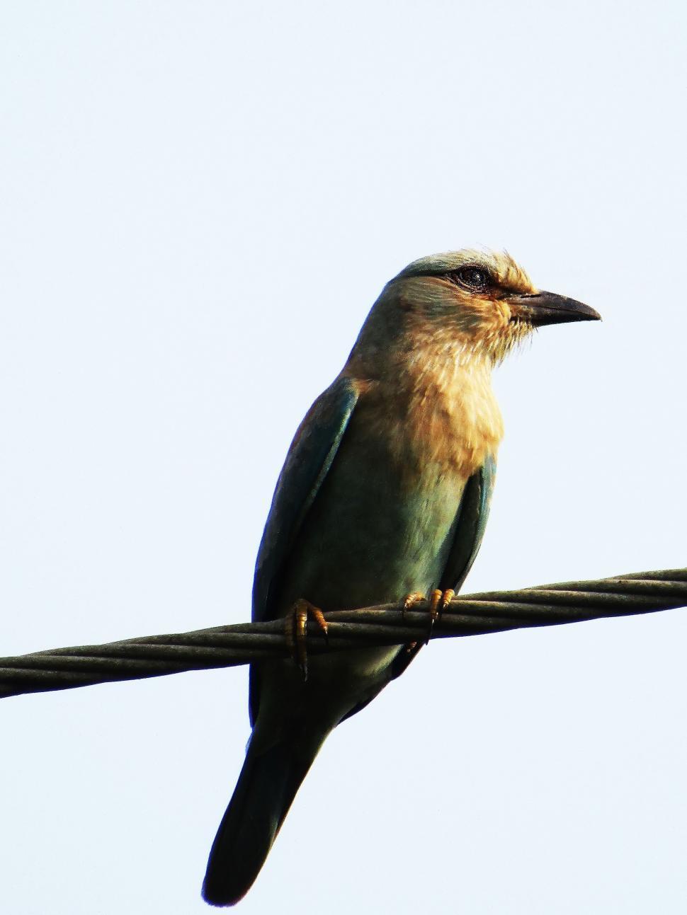 Free Image of Indian roller  