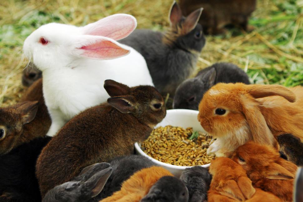 Free Image of Many different and cute rabbits 