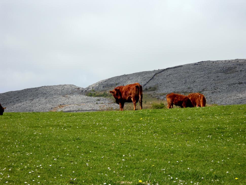 Free Image of Cows on a Hill 
