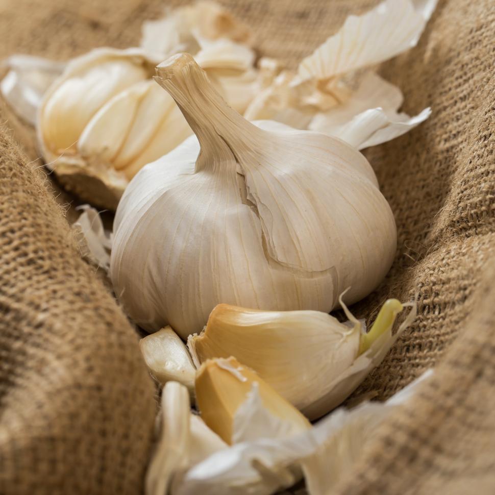 Free Image of Head of garlic on rough burlap 