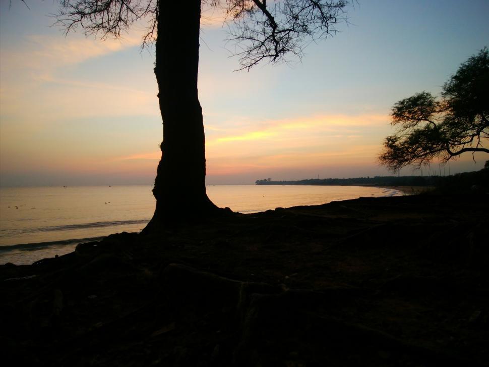 Free Image of Dawn of a new day and silhouette of the tree  