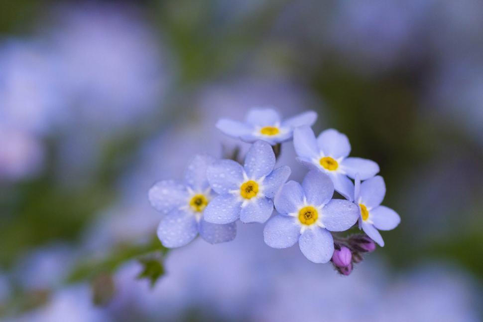 Free Image of Forget me not 