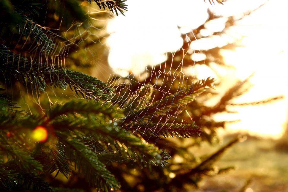 Free Image of Spiderweb background with trees and sun 