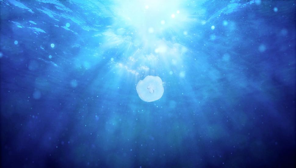 Free Image of Jellyfish Swimming Underwater 