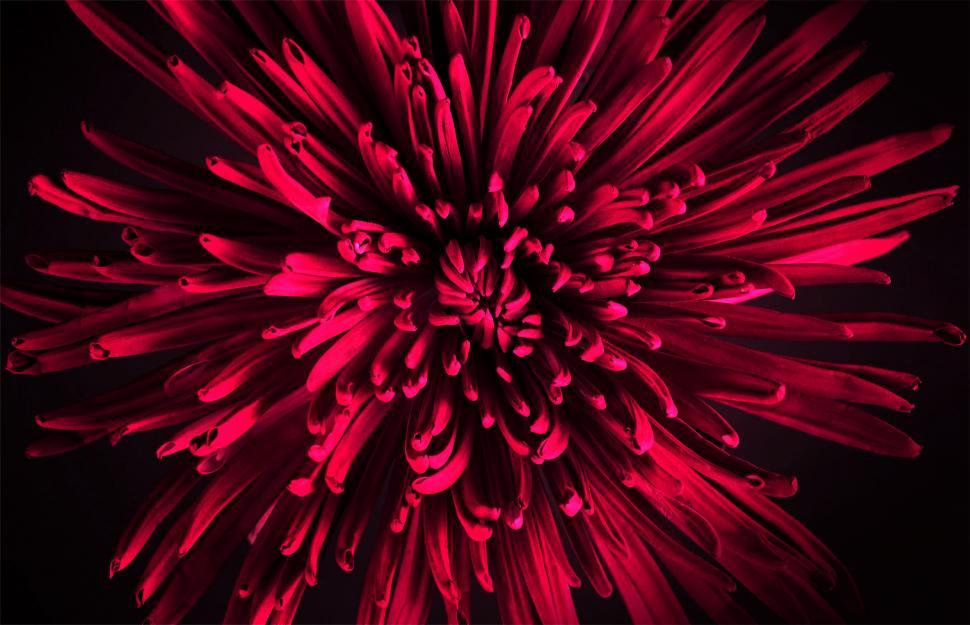 Free Image of Vivid Red Flower - Background 