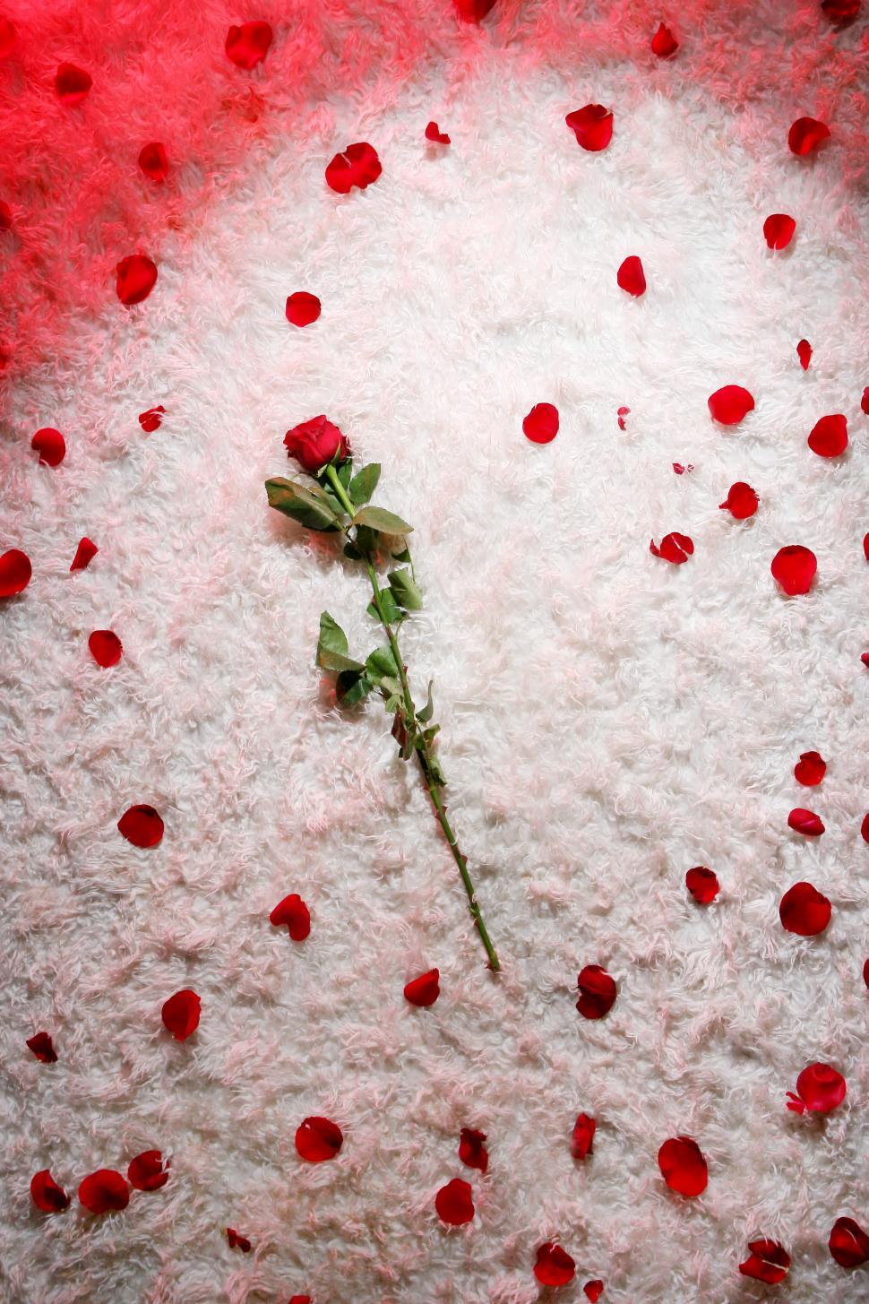 Free Image of beautiful background with red rose 