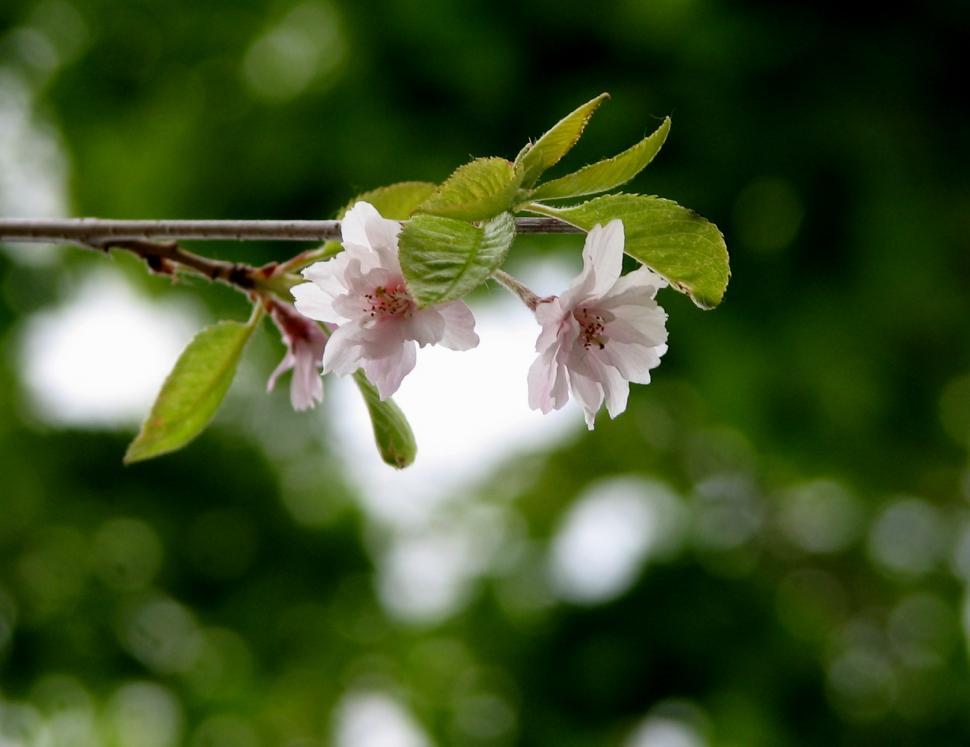 Free Image of Close Up of a Flower on a Tree Branch 