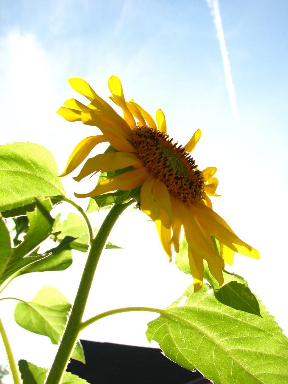 Free Image of Sunflower Blooming Under Blue Sky 