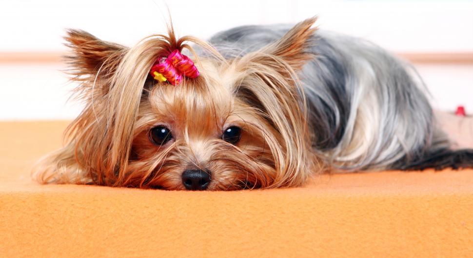 Free Image of Beautiful and cute Yorkshire terrier dog 