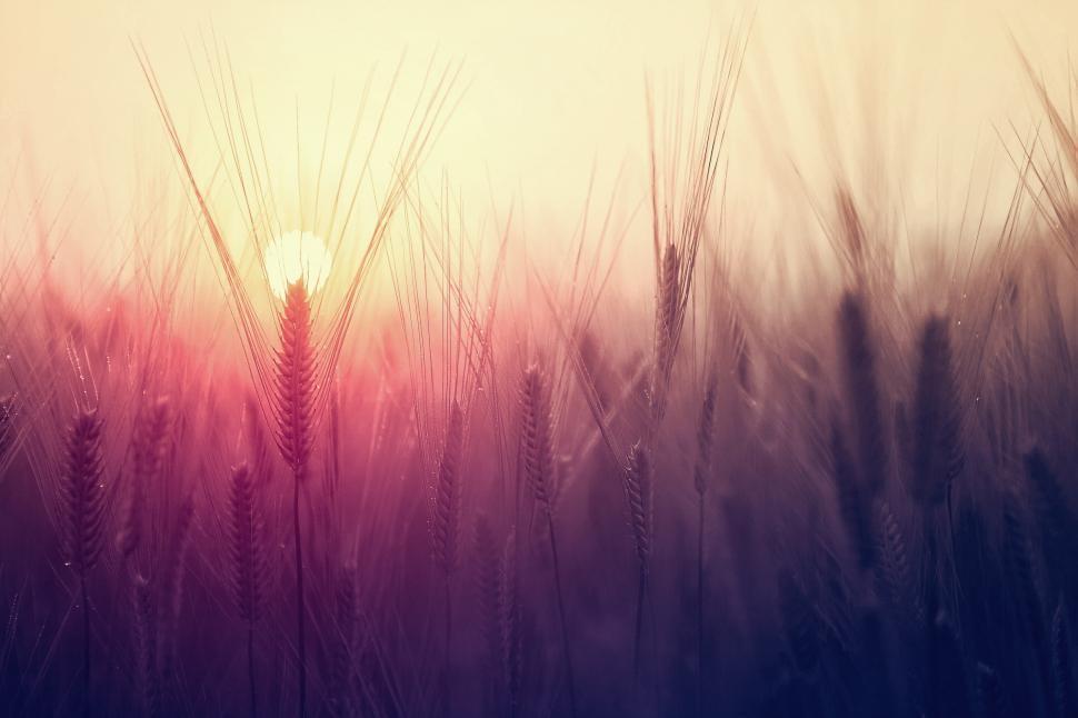 Free Image of Barley Field At Sunset - Close Up - Summer Light 