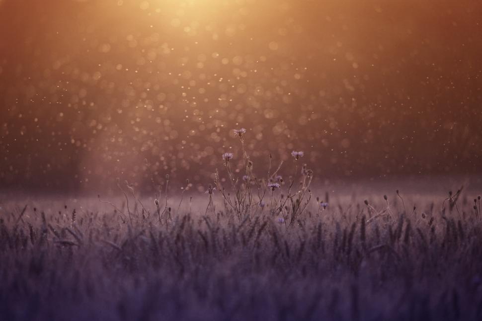 Free Image of Sun Rising Over Misty Meadow 