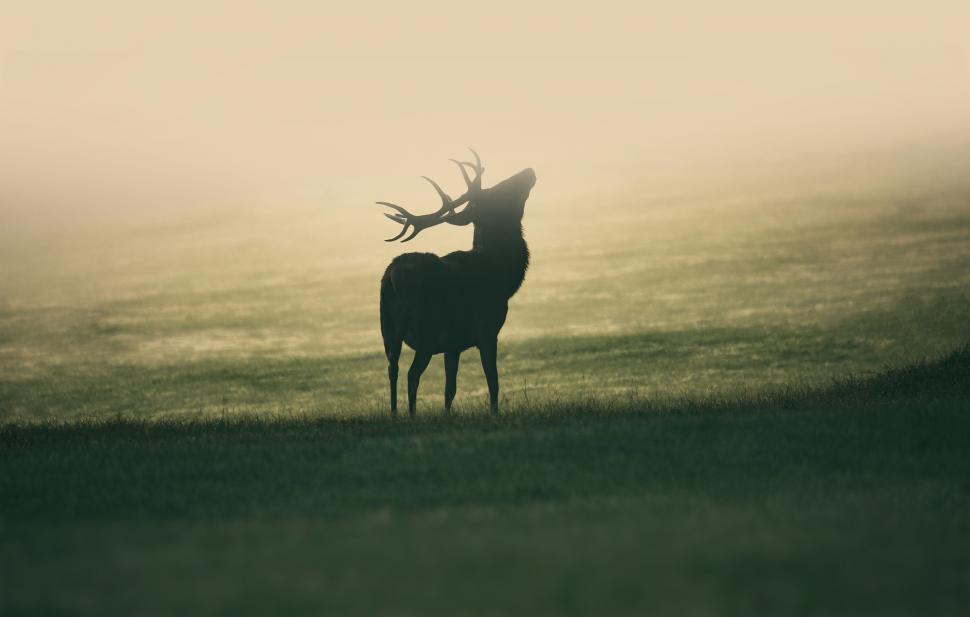 Free Image of Deer Stag in the Mist - Nature Awakening 