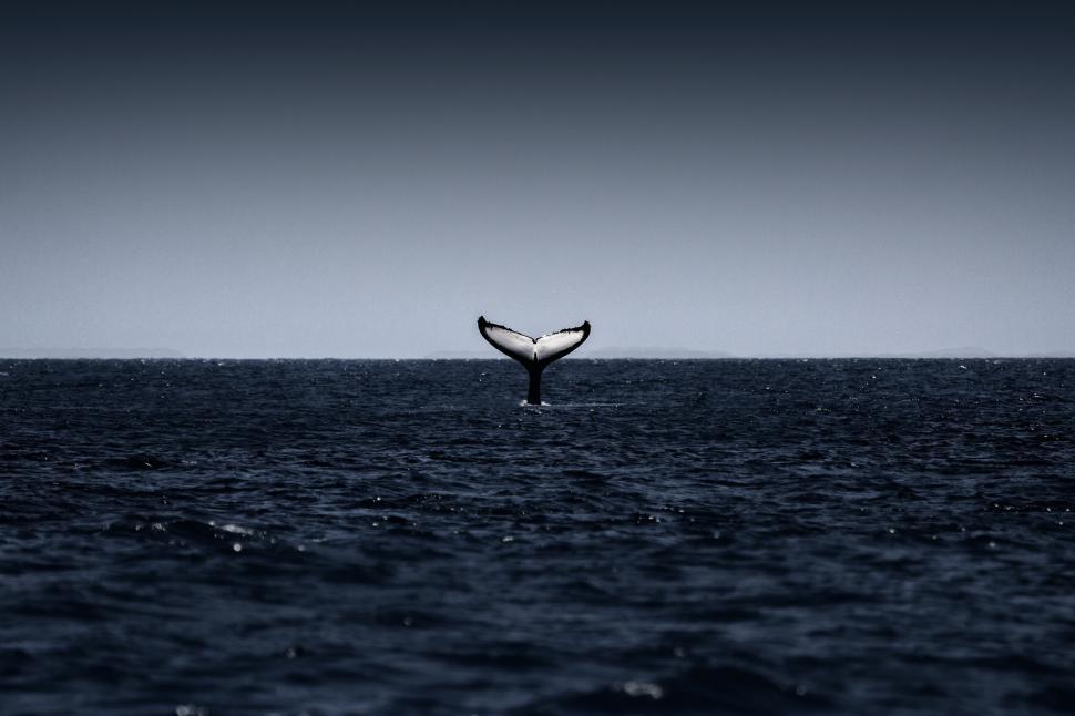 Free Image of Humpback Whale Tail - Diving Whale 