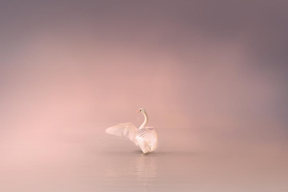 Free Image of Photo of Swan in the Mist - Nature Awakening - Grace and Beauty  