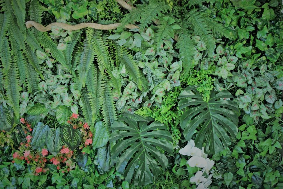 Free Image of Tropical Plants Close-up Background  