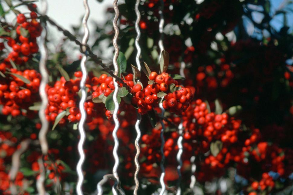 Free Image of Pyracantha red berries 