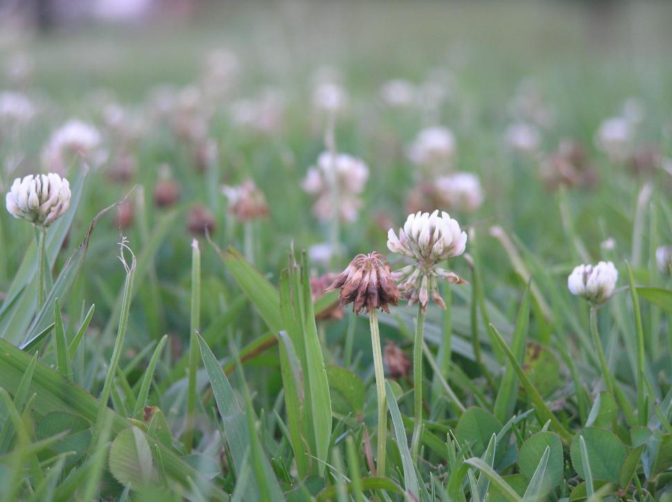 Free Image of Clovers 
