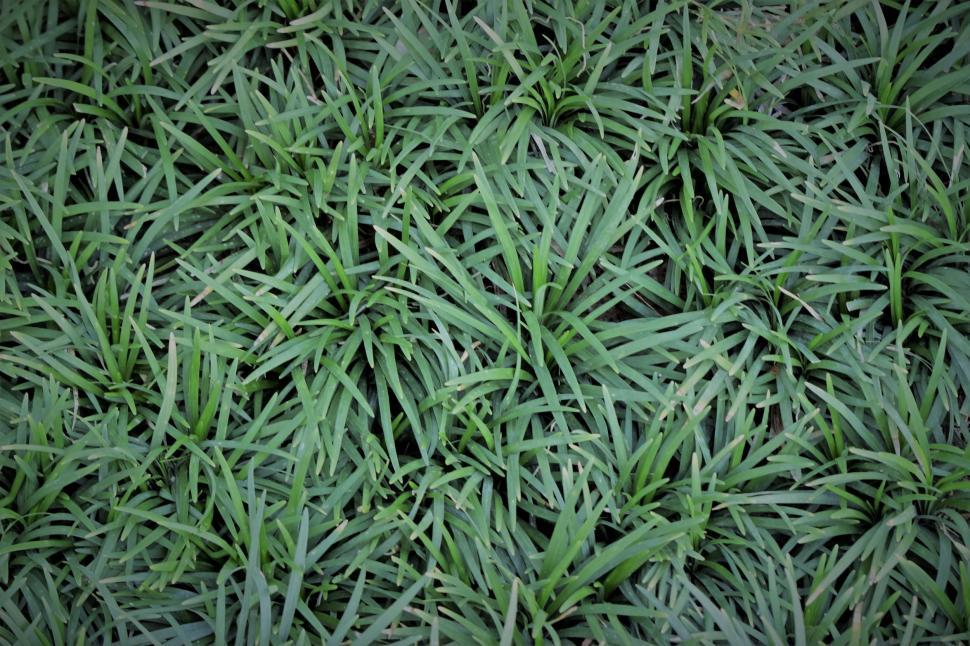 Free Image of Green Grass Textured Background  