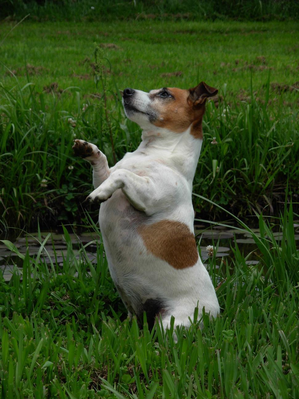 Free Image of Brown and White Dog Standing on Hind Legs in Grass 
