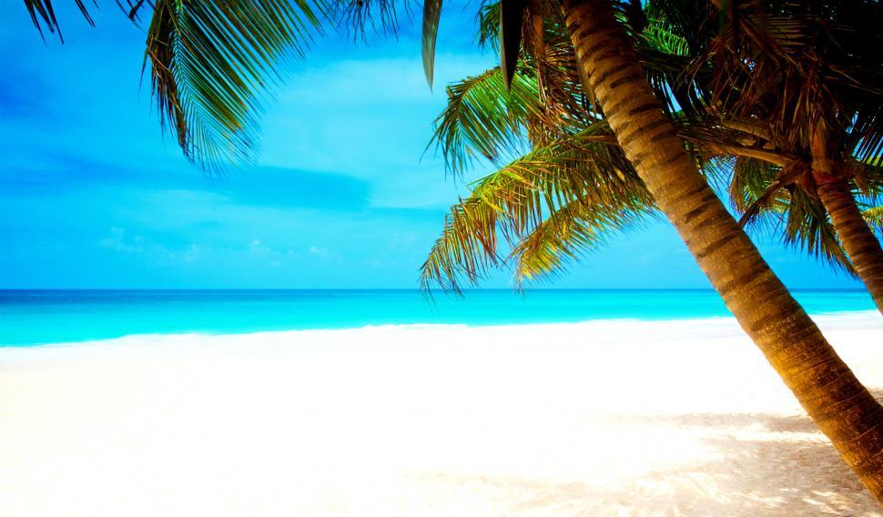 Free Image of Tropical Beach - Under the Coconut Palms 