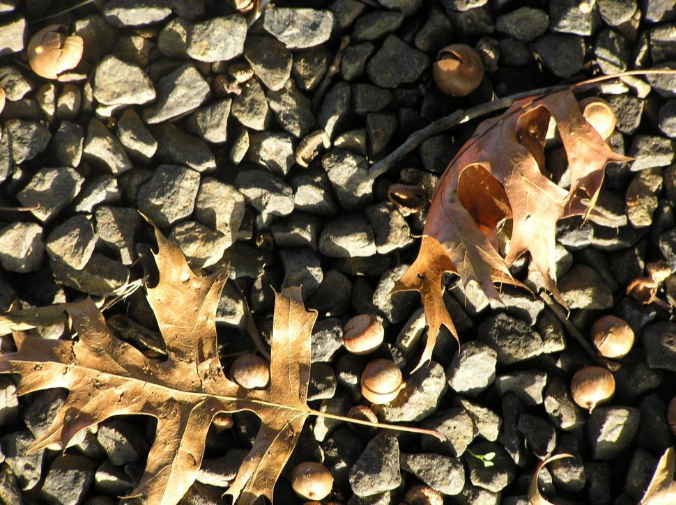 Free Image of Close Up of Leaf on Pile of Rocks 