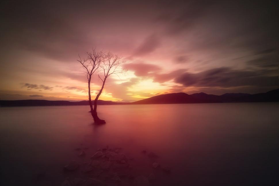 Free Image of Serene Landscape - Dead Tree Reflected on Lake at Sunrise 
