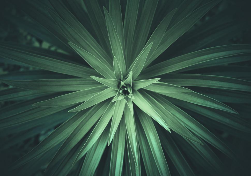 Free Image of Delicate Plant Leaves 