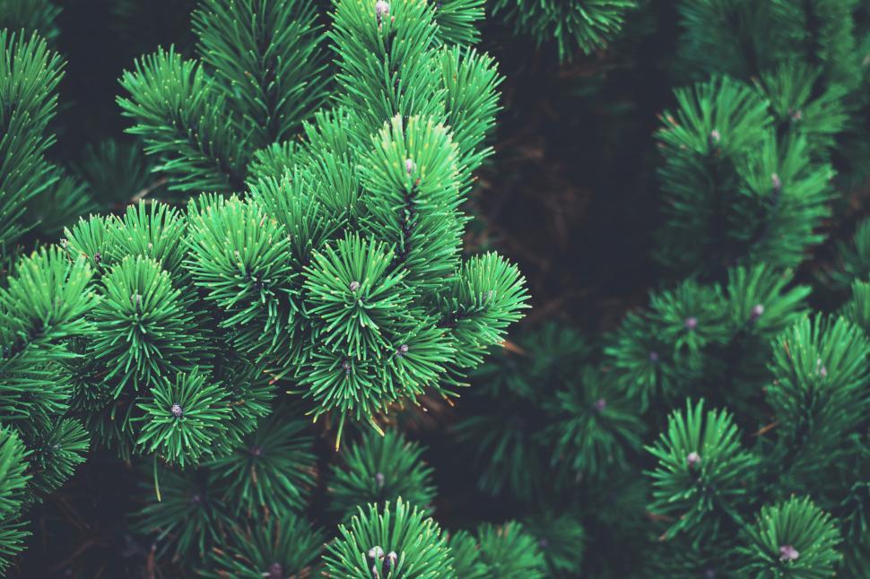 Free Image of Delicate Pine Needles 