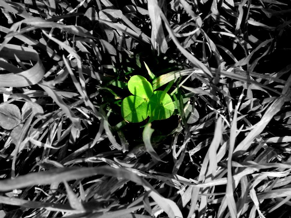 Free Image of Green Piece of Paper in Grass 