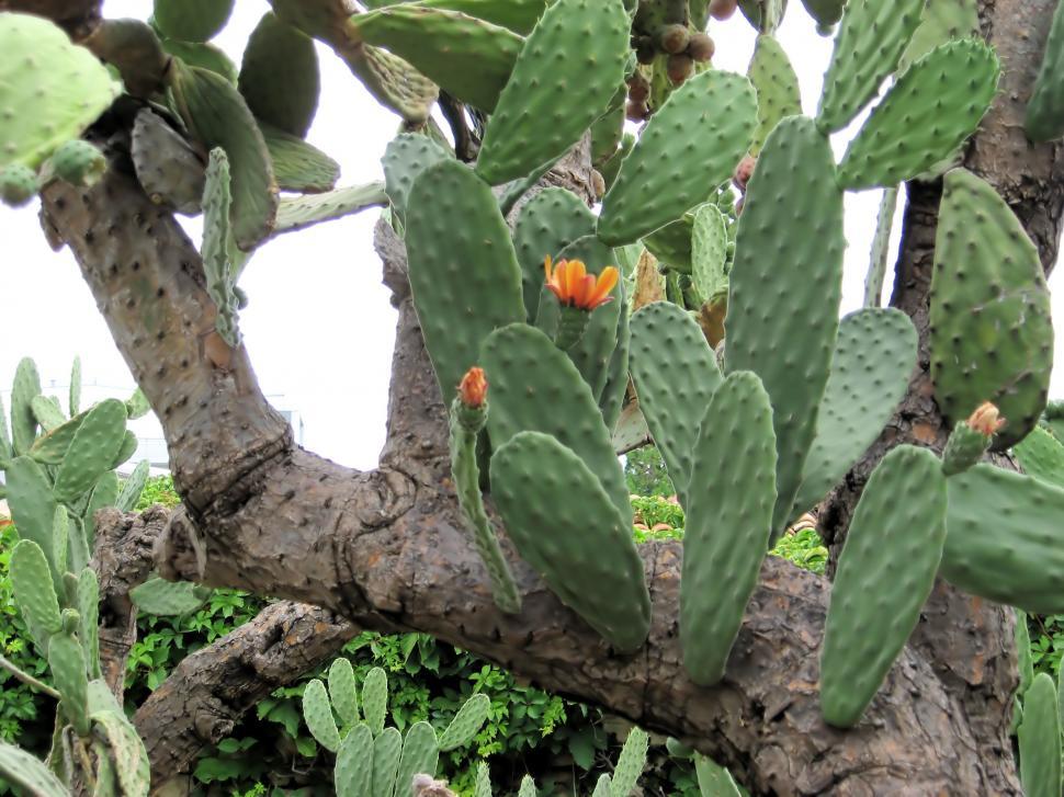 Free Image of Cactus garden 