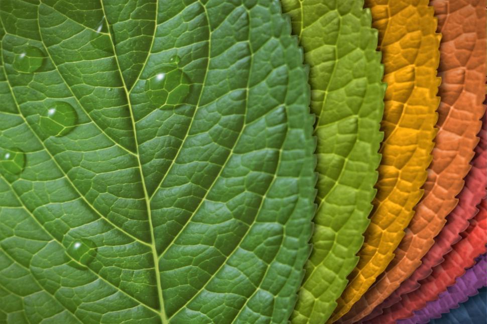 Free Image of Leaves - Abstract Pattern - Vibrant Colors 