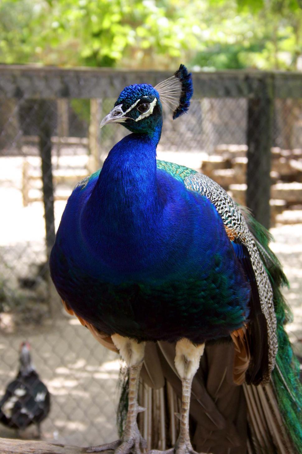 Free Image of Peacock 